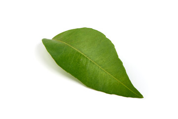 Obraz premium Tangerine Green leaves, isolated on white background.