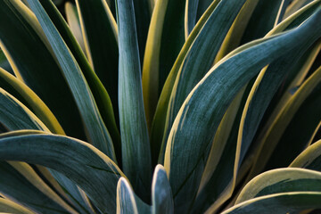 Close up of Agave plant