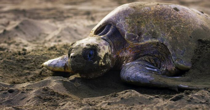 Olive ridley sea turtle