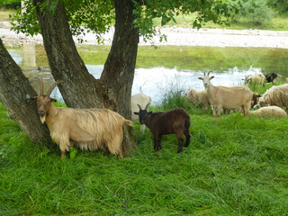 sheep and goats and rams of a flock of numerous sheep with woolen fleece grazing - obrazy, fototapety, plakaty