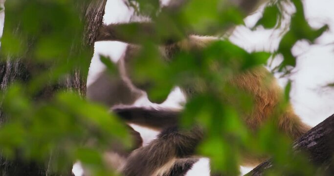 Capuchin monkey / Spider monkey