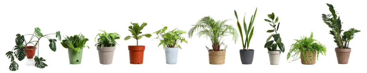 Set of houseplants in pots on white background