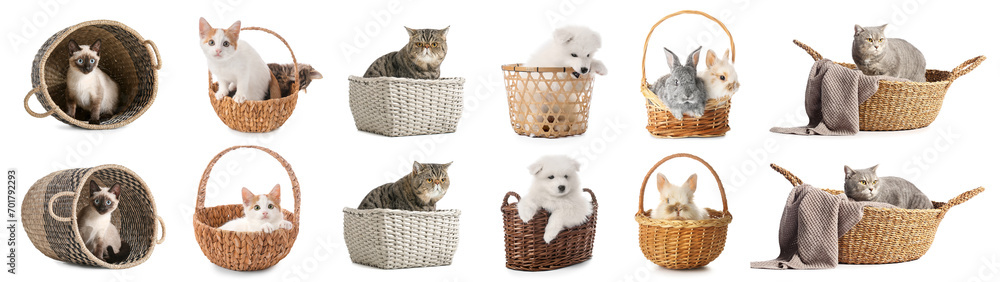 Wall mural Set of many cute domestic animals in baskets on white background - Wall murals