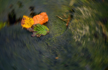 leaves on the trunk