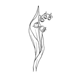 Line sketch of spring lily of the valley flower.Vector graphics.