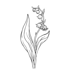 Line sketch of spring lily of the valley flower.Vector graphics.