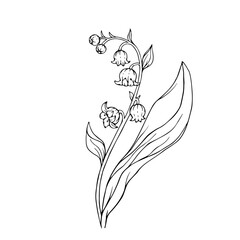 Line sketch of spring lily of the valley flower.Vector graphics.