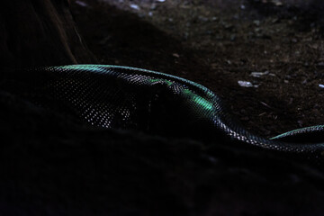Serpente su terreno scuro