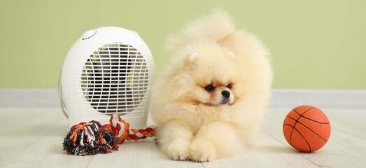 Cute Pomeranian spitz with toys and electric fan heater near green wall