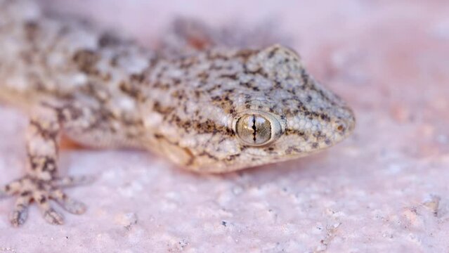 Tarentola mauritanica, known as the common wall gecko, closeup of the head. nature shoot