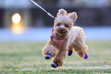 散歩中に走り回るトイプードル
