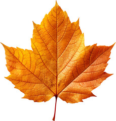 Fototapeta premium autumn maple leaf
