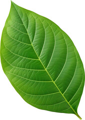 Obraz premium green leaf transparent background
