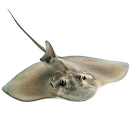 A stingray isolated on a transparent background