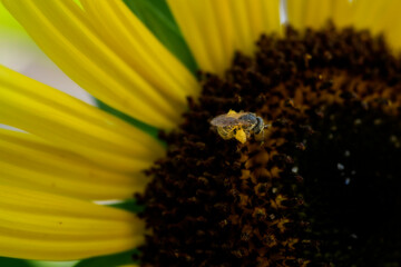 Pollen  on the legs while on a sunflower