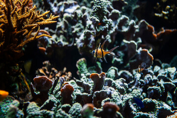Fototapeta na wymiar Fisch unterwasser