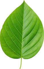 Obraz premium green leaf transparent background