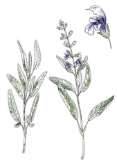 Sage herb set. Watercolor vintage illustration. Hand drawn salvia plant element. Realistic botanical sage organic plant.
