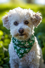 Fluffy white dog with a green shamrock bandana.