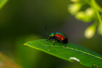 fluorescent beetle on a leaf