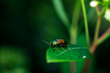 Fototapeta premium fluorescent beetle on a leaf crawling