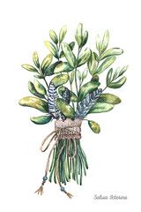 Sage herb boquet. Watercolor vintage illustration. Hand drawn salvia plant element.