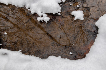Reflection of trees in the water