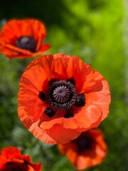poppy flower