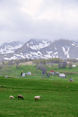 Fototapeta na wymiar Sheep walk through a green pasture near a village in a valley of snowy mountains