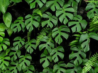 Green tropical leaves background. Leaves background