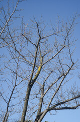 Obraz premium tree against blue sky