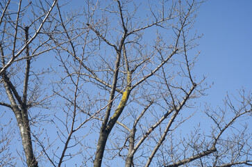 tree in the sky