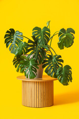 Table with Monstera houseplant on yellow background