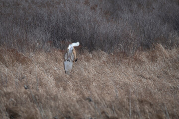 Whitetail doe landing after jumping high
