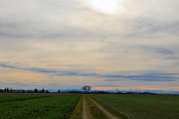 Naklejka premium a field path near Graben near Augsburg leads to a wayside cross under a cloudy sky with the Alps in the background