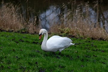 swan on the river