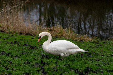 swan on the river