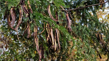 Tree branches with seed pods of honey locust or Gleditsia triacanthos, also known as the thorny locust.