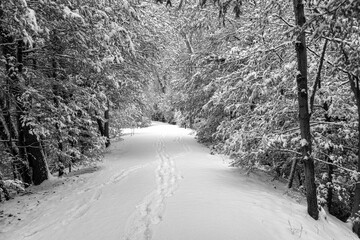 Snow covered trail in the wintertime covered with snow