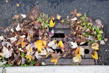 Autumn leaves blocking storm drain on roadway corner