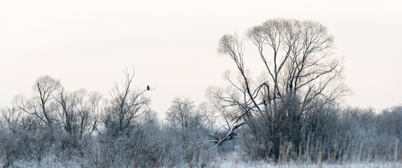 white-tailed eagle (Haliaeetus albicilla) on branch in the winter, Estonia