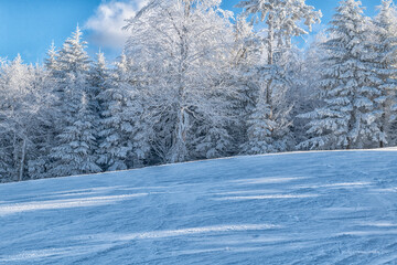 Frozen trees along the ski trail