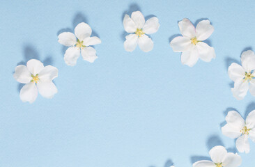 Fototapeta na wymiar apple flowers on blue paper background