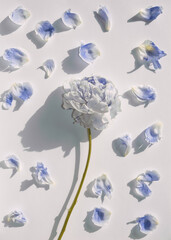 Blue peony and blue petals on white background. Blue flower petals on white backdrop in hard light....