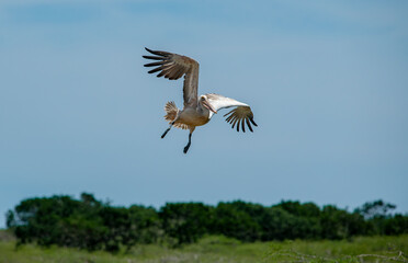 Pelecanus philippensis is a very large water bird species from the pelicans family. It spends its breeding season in southern Asia, from southern Pakistan through India to Indonesia.