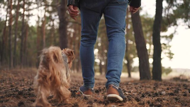 man walking with dog. nature dream concept. a man in a leather jacket and jeans walks with his small fluffy dog through the evening autumn coniferous forest. man walking his dog along the