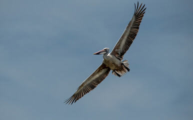 Obraz premium Pelecanus philippensis is a very large water bird species from the pelicans family. It spends its breeding season in southern Asia, from southern Pakistan through India to Indonesia.
