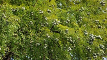 Tree branches of Taxodium distichum or Bald cypress, with green leaves and cones.