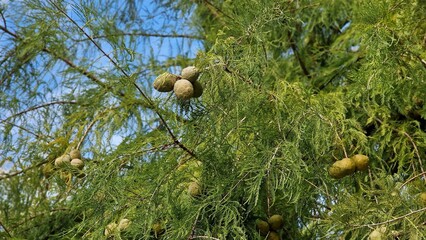 Tree branches of Taxodium distichum or Bald cypress, with green leaves and cones.
