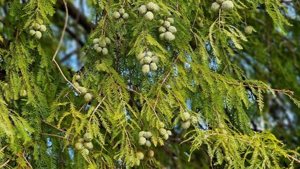 Tree branches of Taxodium distichum or Bald cypress, with green leaves and cones.